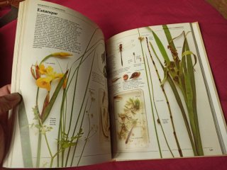 3x2 Guía del naturalista