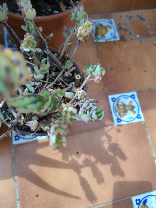 Conjunto 6  plantas suculentas
