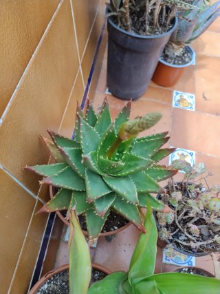 Conjunto 6  plantas suculentas