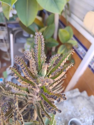 Conjunto 5  plantas suculentas