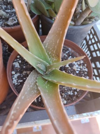Conjunto 5  plantas suculentas
