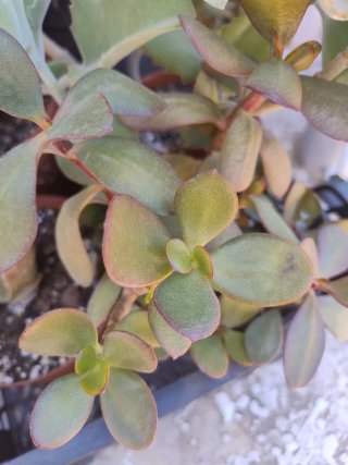 Conjunto 5  plantas suculentas