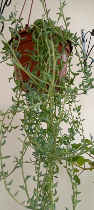 Collar de delfines Senecio peregrinus