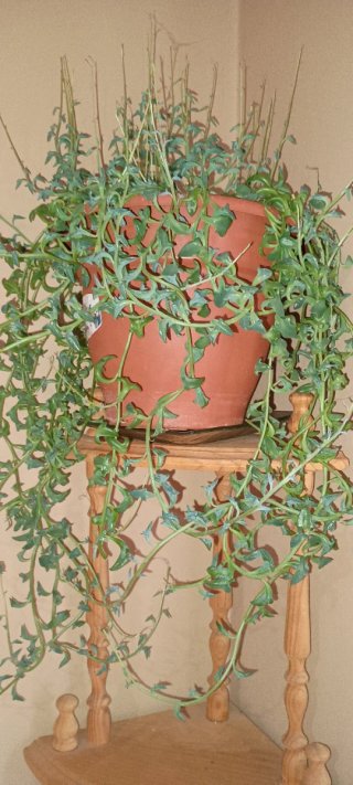 Collar de delfines Senecio peregrinus