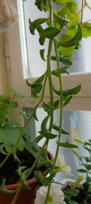 Collar de delfines Senecio peregrinus