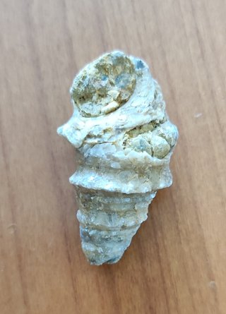 Lotto di 5 fossili di lumaca