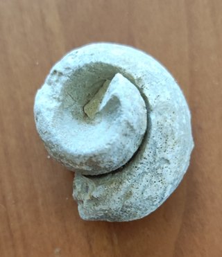Lotto di 5 fossili di lumaca