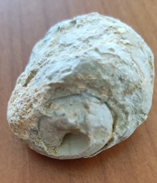 Lotto di 5 fossili di lumaca