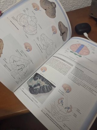 Neuroanatomia