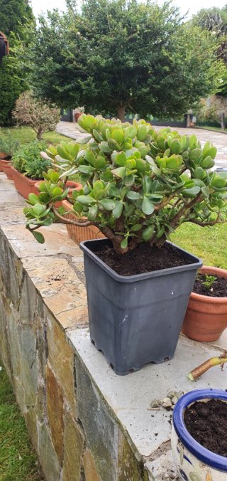 Arbol de Jade Grande