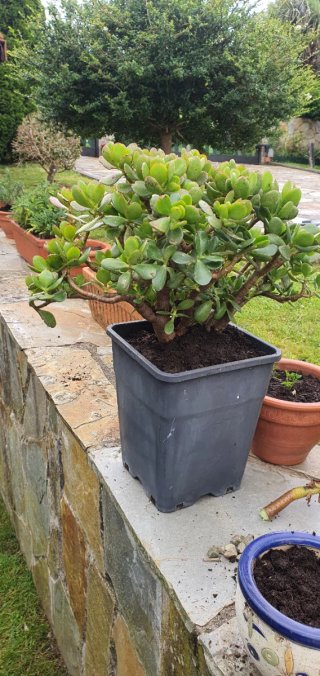 Arbol de Jade Grande