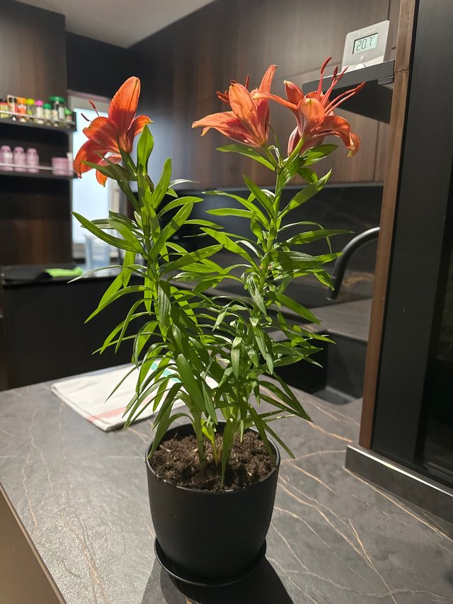 Lirio rojo natural en maceta