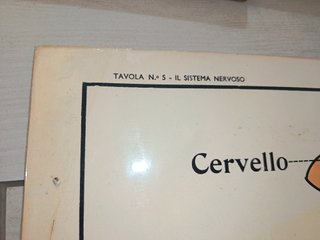 Cartina Didattica Sistema Nervoso Donati Milano