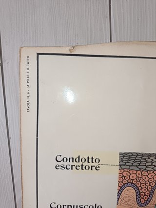 Cartina Didattica Sistema Nervoso Donati Milano