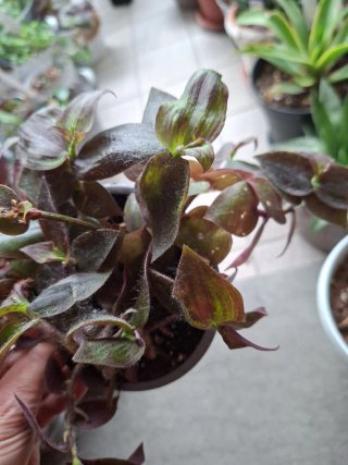 Tradescantia zebrina mollipila viola