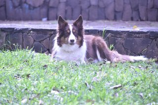 Adiestramiento y cuidado canino