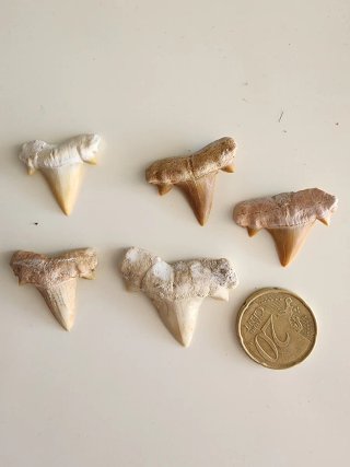Denti Fossili Cretolamna - Milioni di Anni