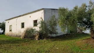 Olivar 83.000 m2 con 700 olivos