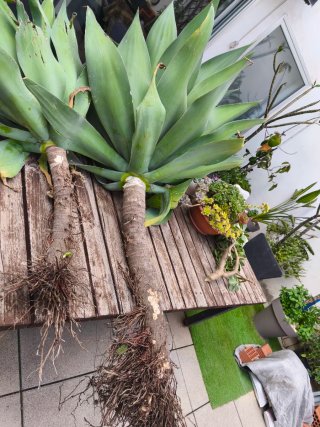 Planta Agave Muy Grande