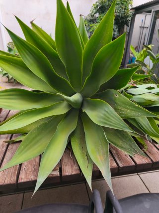 Planta Agave Muy Grande
