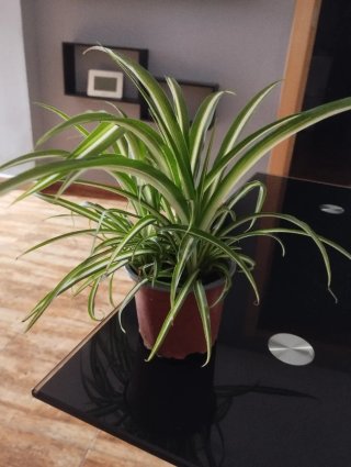Planta Araña Verde y Blanca