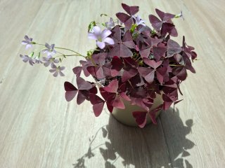 Planta Oxalis Morada