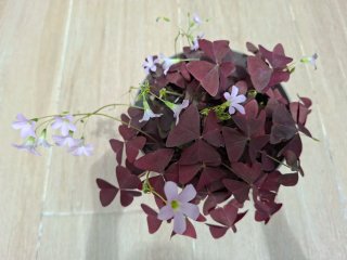 Planta Oxalis Morada