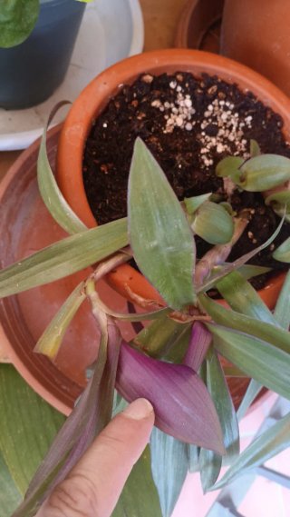 Planta trasdescantia spathacea