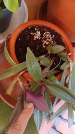 Planta trasdescantia spathacea