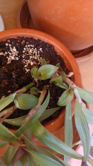 Planta trasdescantia spathacea