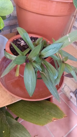 Planta trasdescantia spathacea