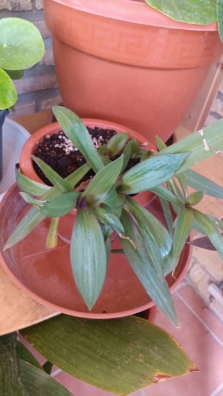 Planta trasdescantia spathacea