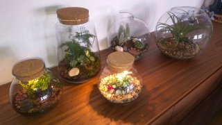 Terrario eterno con luz LED
