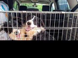 Jaula metálica para perros