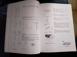 Libro Bonsai di Zelkova