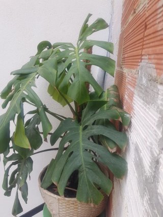 Costilla de Adán planta
