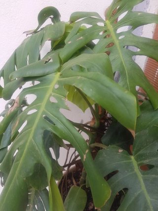 Costilla de Adán planta