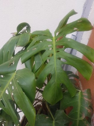 Costilla de Adán planta