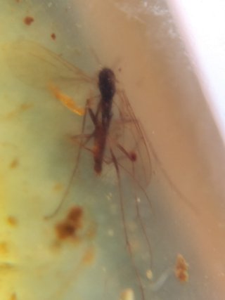 Ámbar Fósil con insecto Cretácico Burmita