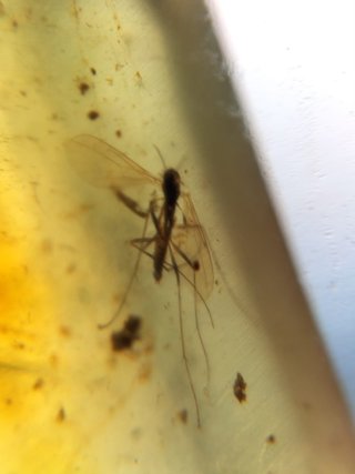 Ámbar Fósil con insecto Cretácico Burmita