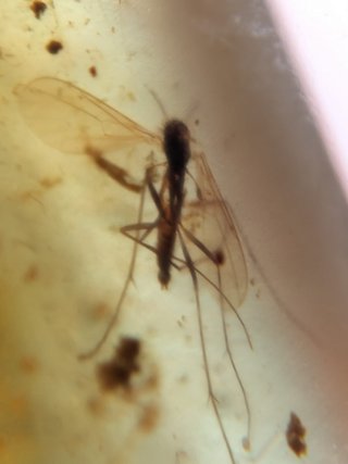 Ámbar Fósil con insecto Cretácico Burmita
