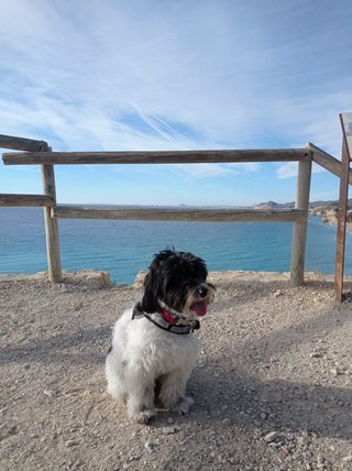 Cuidado/paseo de perros Alicante y alrededores