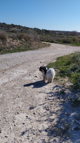 Cuidado/paseo de perros Alicante y alrededores