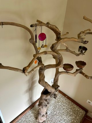 Árbol Java para loros y aves