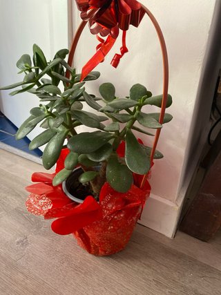 Planta Jade Decorada natural, no plastico viva