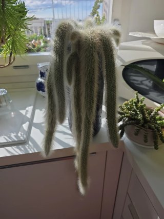 Cleistocactus winteri 60cm vaso in ceramica
