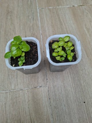 Dos plantas de albahaca sólo 1 euro