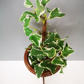 PORTA TIESTO + PLANTA    R3760073048415
