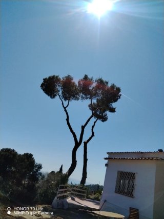 Jardenero y forestales desproce