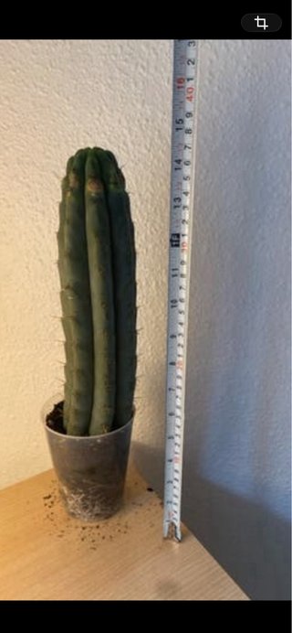 Cactus
